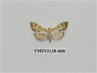 藏品(螟蛾276)的圖片